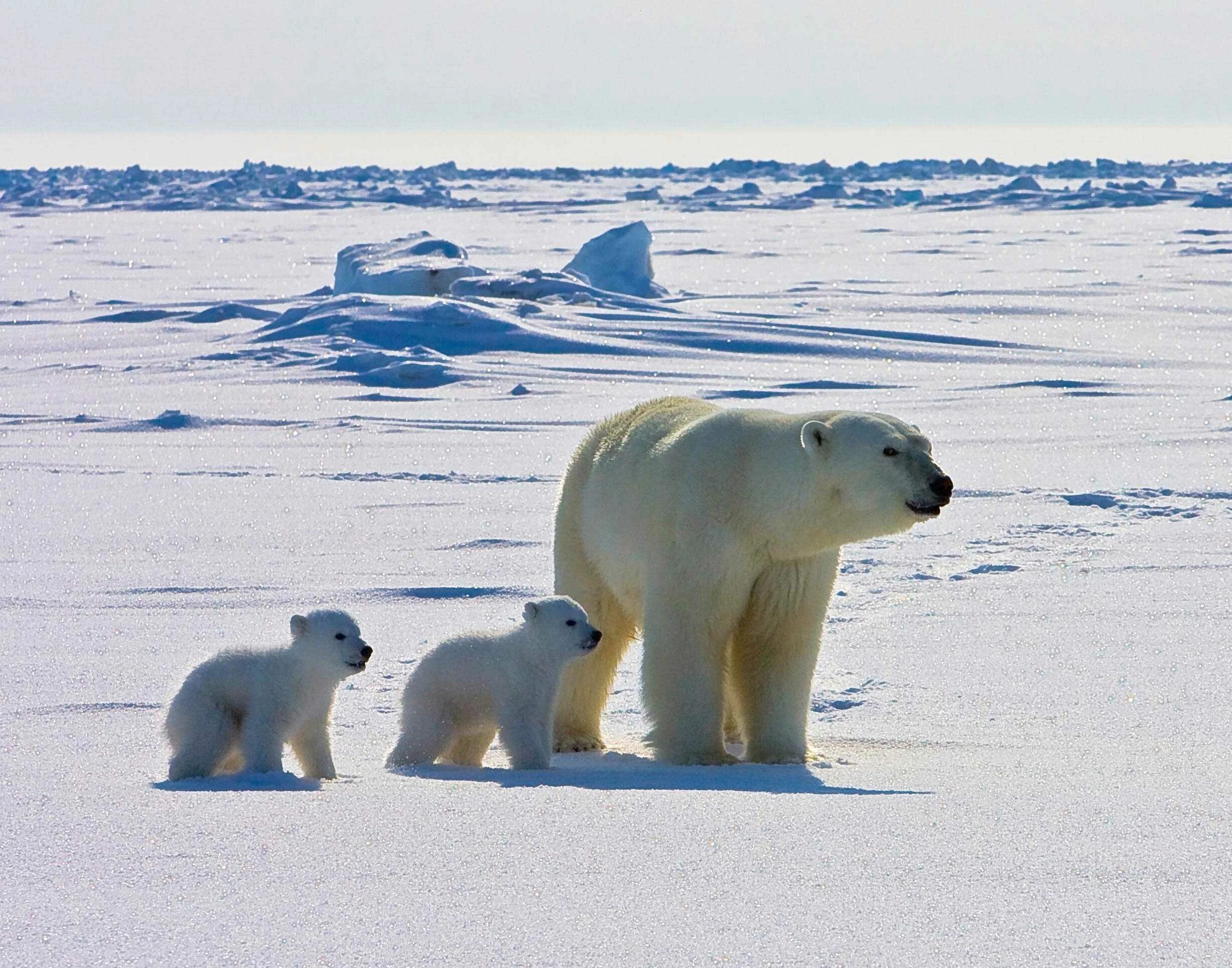 Медведи живут в арктике. Северный Ледовитый океан белый медведь. Белый медведь (Карско-Баренцевоморская популяция). Арктика – Антарктика белый медведь. Северный Ледовитый океан животные белый медведь.