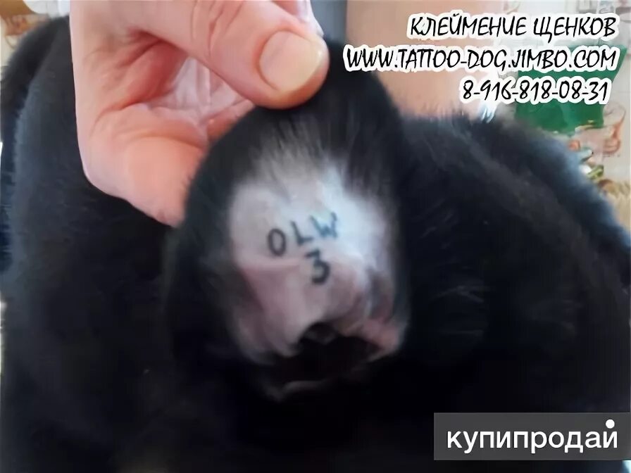 Как делают клеймо щенкам. Как выглядит клеймо на ухе.