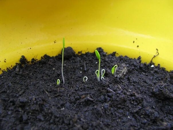 Ростки кориандра. Первые всходы петрушки. Проростки петрушки. Всходы укропа и петрушки. Петрушка всходит.