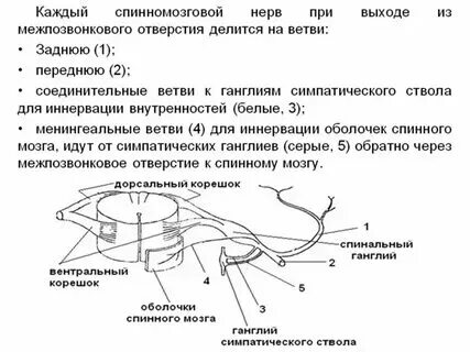 Менингеальные ветви спинномозговых нервов