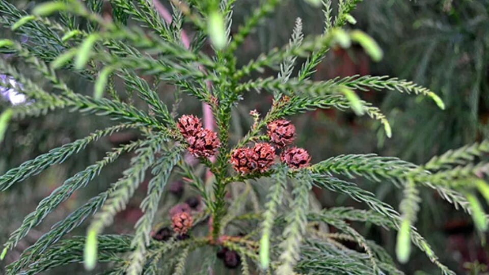 Криптомерия японская Элеганс. Криптомерия японская Cryptomeria japonica. Криптомерия японская Элеганс виридис. Криптомерия карликовая. Криптомерия элеганс виридис