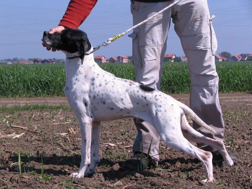 Pointer none