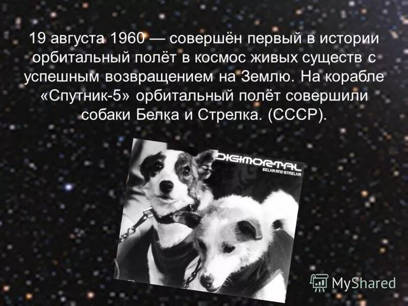 Первое животное совершивший орбитальный полет. Спутник 5 19 августа 1960. Белка и стрелка полет в космос. История белки и стрелки. Первый полет в космос белки и стрелки.