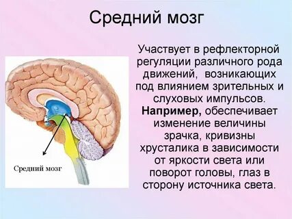 Какую функцию выполняет средний мозг