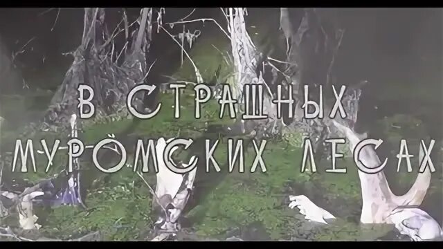 Муромские леса. Муромский лес. Песня муромские леса. Муромский лес белгород. Анекдот про муромский лес.