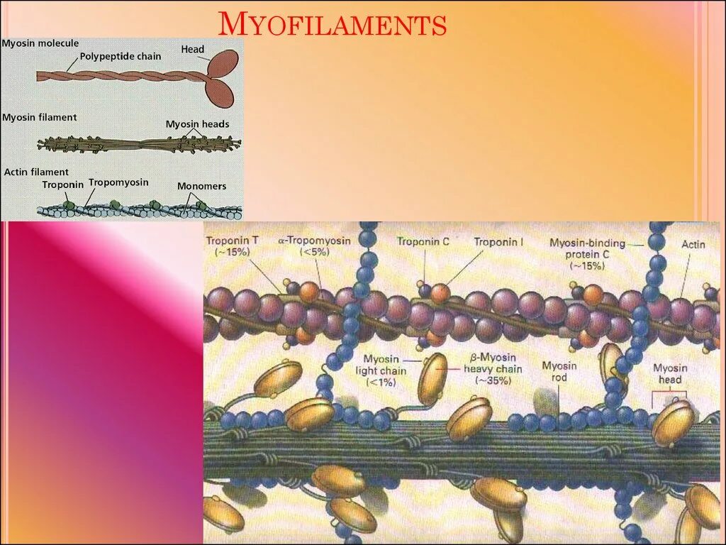 Актин и миозин. Молекула миозина. Белок миозин. Актин и миозин рисунок. Миозин мышечной ткани