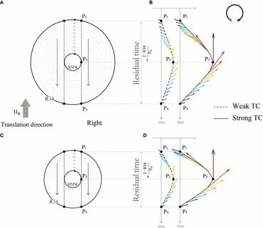 Figure 9 A schematic illustration of the wind fields of a large (A, B) and ...