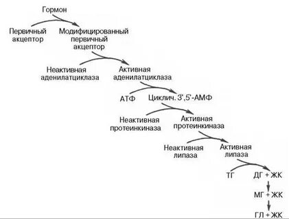 Тканевой липолиз