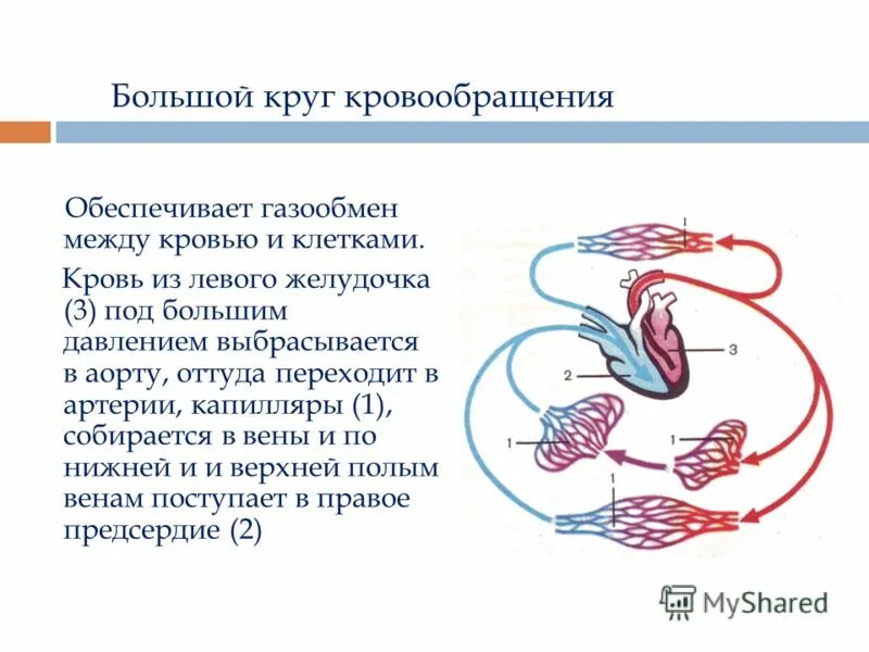 Газообмен в малом и большом круге кровообращения. Где осуществляется газообмен в малом круге. Где осуществляется газообмен в малом круге. Газообмен в большом круге кровообращения происходит в. Газообмен в малом и большом круге кровообращения.