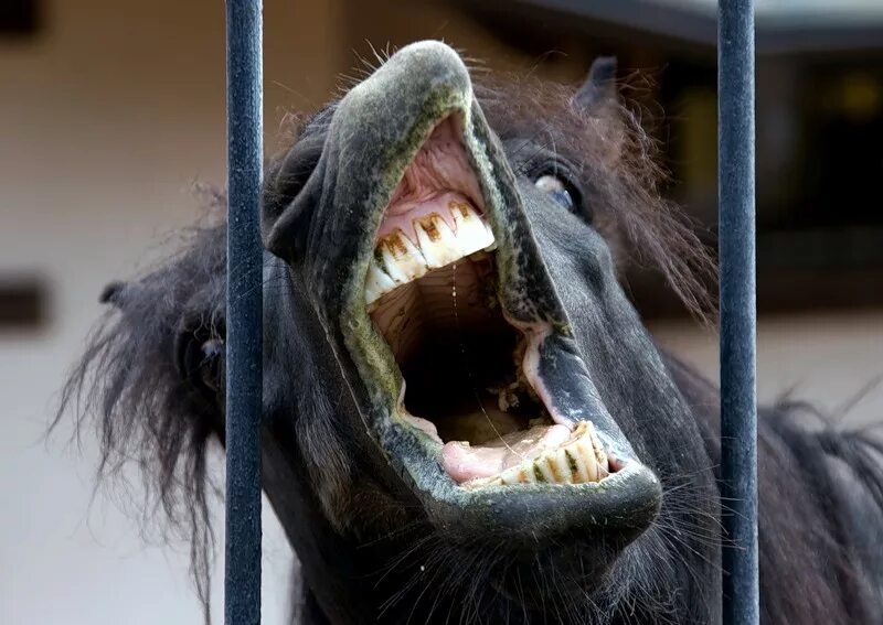 Лошадь с зубами