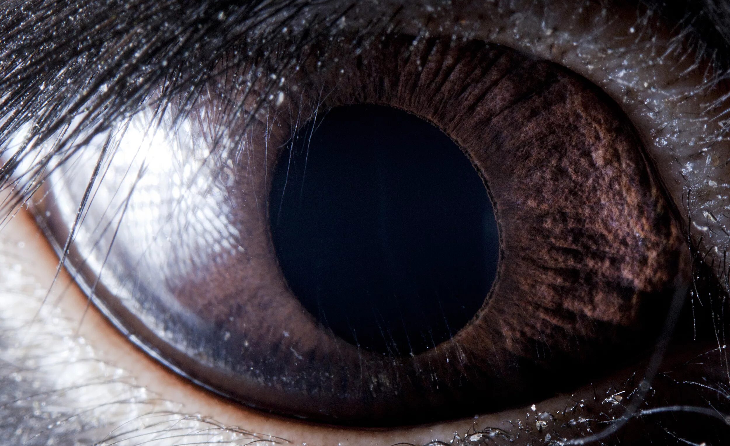 Глаза громадные как. Сурен Манвелян глаза животных. Необычные глаза животных. Черная радужка глаза. Глаз крупным планом.