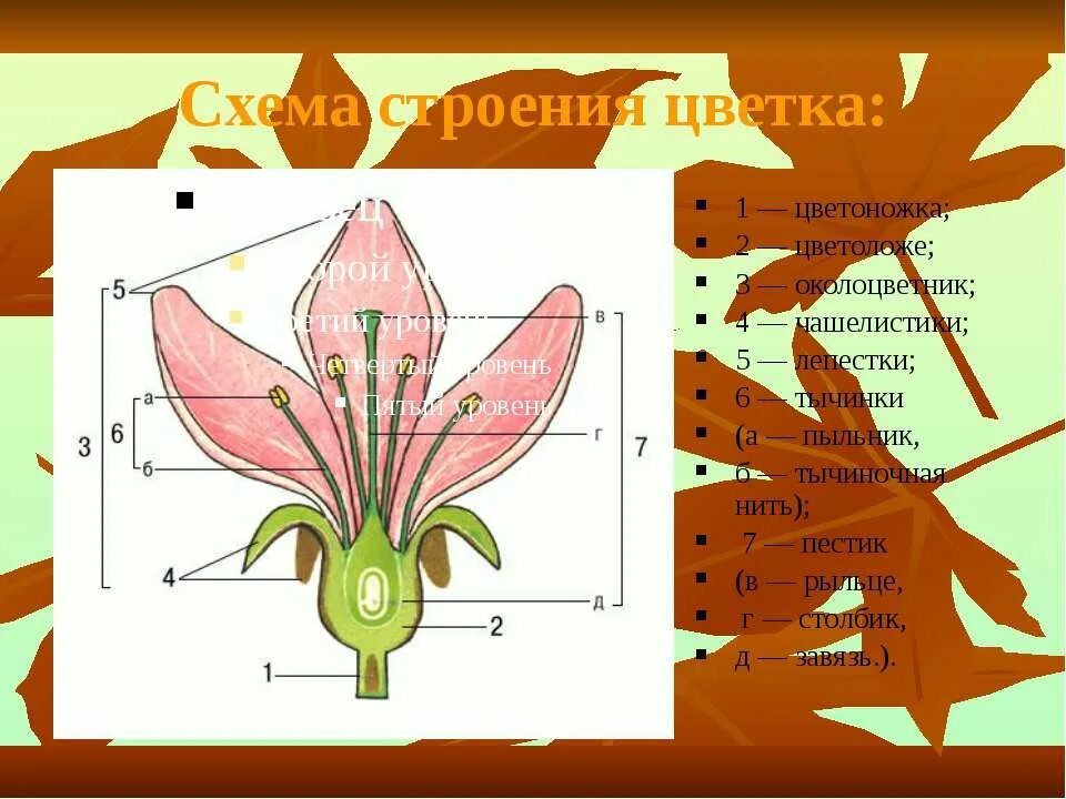 Чашечка чашелистик лист венчик черешок пестик пыльник. Цветоножка цветоложе околоцветник. Строение цветка чашелистик. Строение пестика цветка. Строение цветка схема венчик.