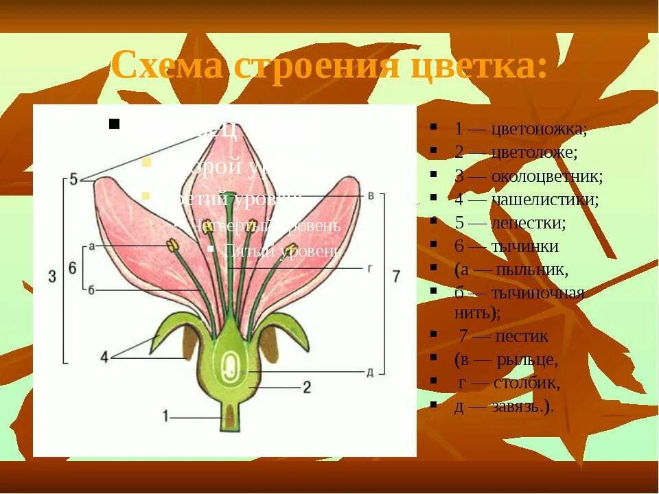Чашелистик тычиночную нить рыльце. Цветоножка цветоложе схема. Строение чашелистика. Строение цветка околоцветник схема. Чашелистик, лепесток, околоцветник..