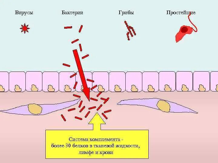 Комплемент сыворотки крови. Комплемент это система белков. Система комплемента. Система комплемента микробиология. Белки комплемента.