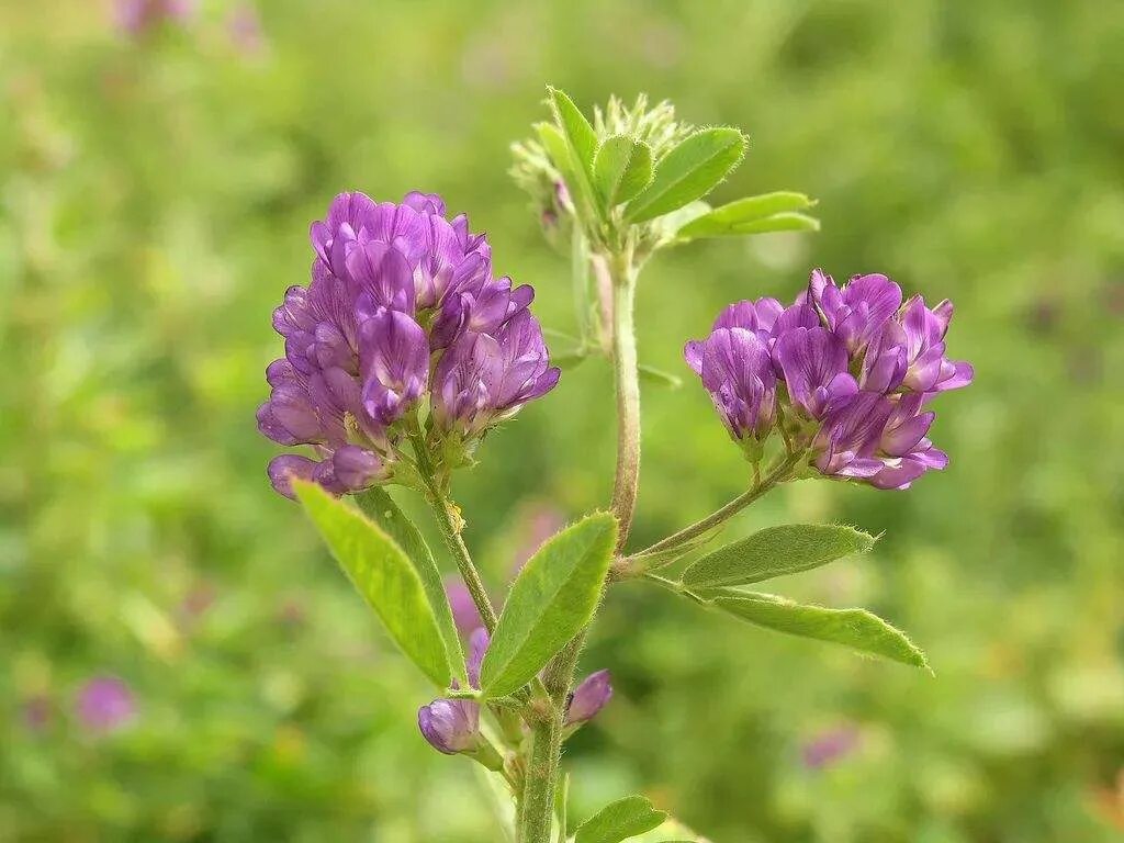 Medicago tianschanica - Image of an specimen - Plantarium