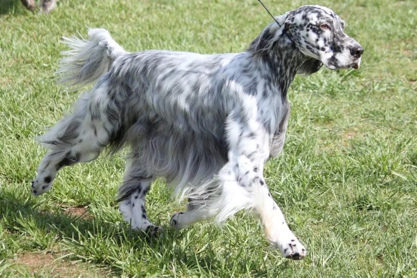 Английский сеттер. Английский сеттер. Английский сеттер оранж бельтон. Английский сеттер. Ирландский сеттер (irish setter).