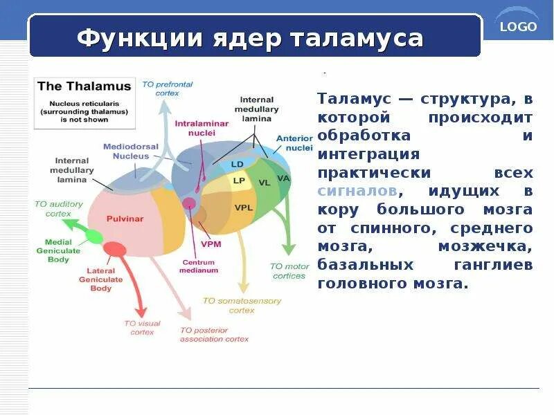 Неспецифический таламус. Неспецифический таламус. Ядра таламуса схема. Функциональная характеристика ядер таламуса. Функциональная классификация ядер таламуса.