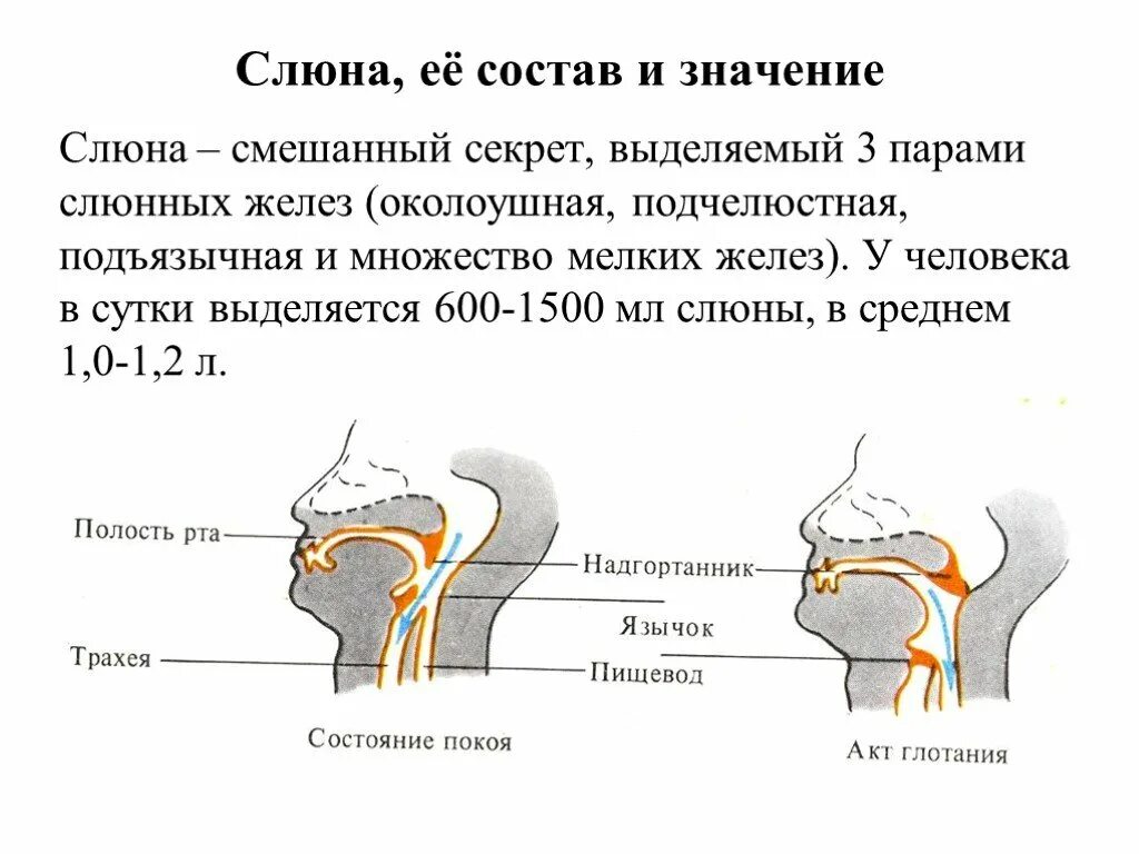 Почему выделяется много слюны во рту. Состав секрета слюнных желез человека.