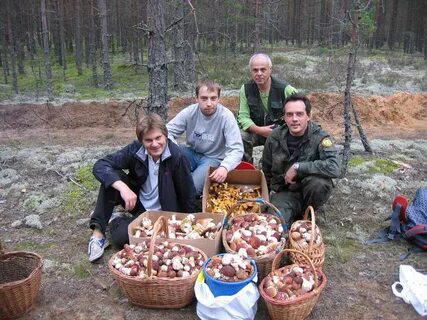 Грибы выборгский