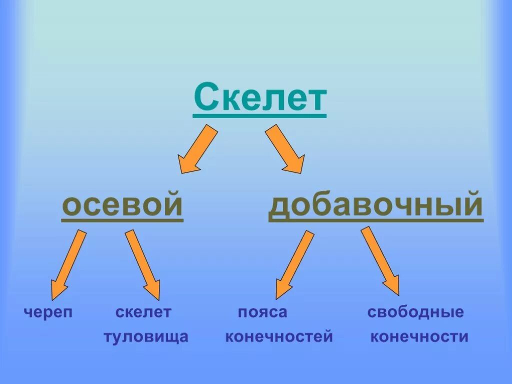 К добавочному скелету человека относятся. Осевая часть скелета человека. Осевой и добавочный скелет человека. Части скелета осевой и добавочный. Осевой скелет добавочный скелет.