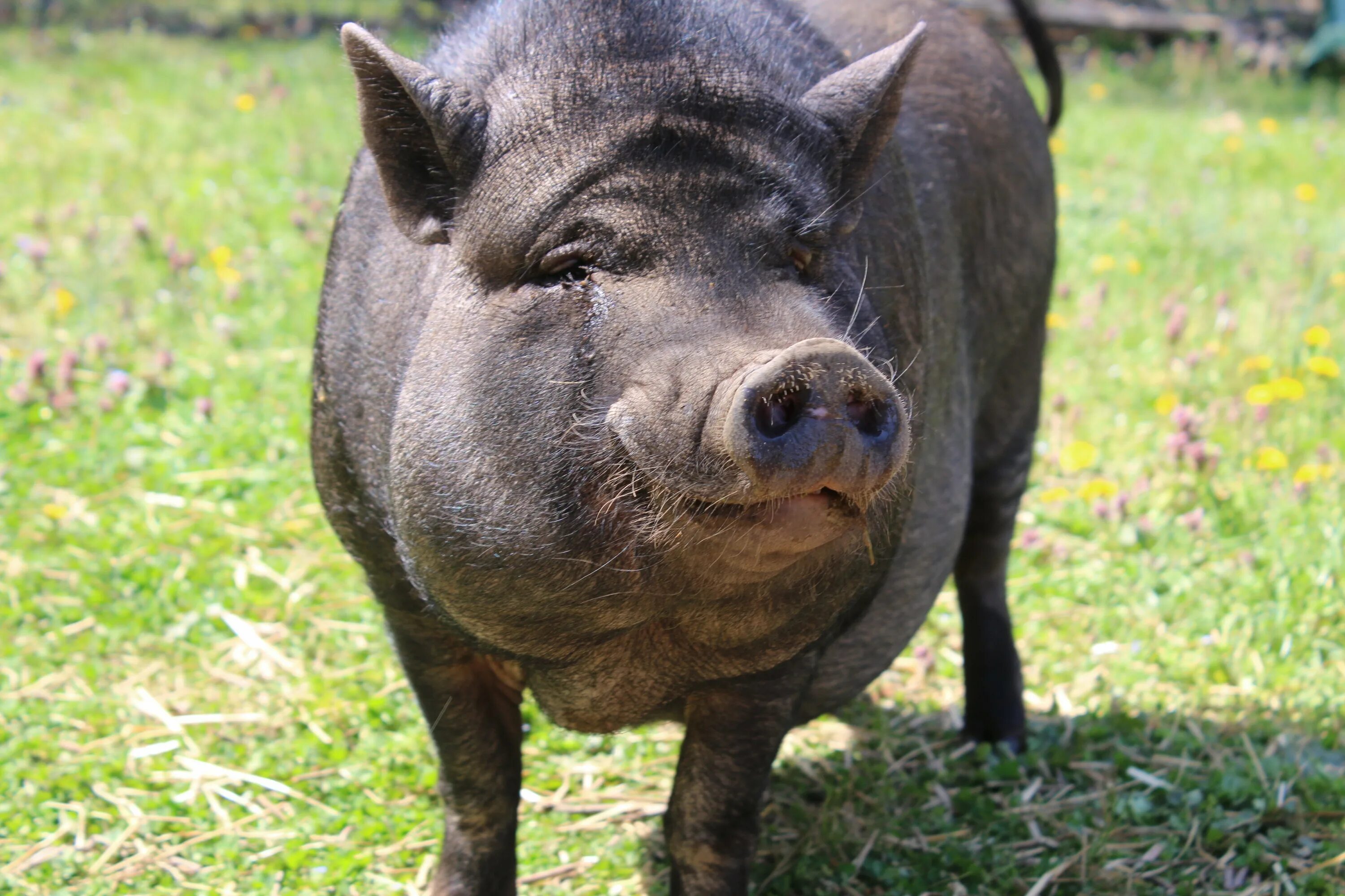 Вьетнамская вислобрюхая свинья карликовая. Черная свинья. Коричневый поросенок. Крупная черная свинья. Pig свинья