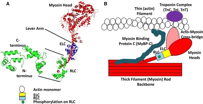 Белок миозин 2. Миозин 2. Myosin structure. Миозин фосфатаза. Миозин связывающий белок с.