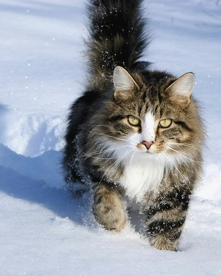 Сибирская норвежская лесная кошка. Норвежская лесная кошка калико. сибирский лесной кот. сибирская кошка и норвежская лесная. норвежская длинношерстная лесная кошка.