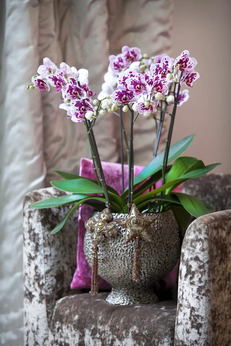 Bohemian orchids. Фаленопсис bohemian. орхидея bohemian orchids. фаленопсис bohemian mondrian. фаленопсис богемия.