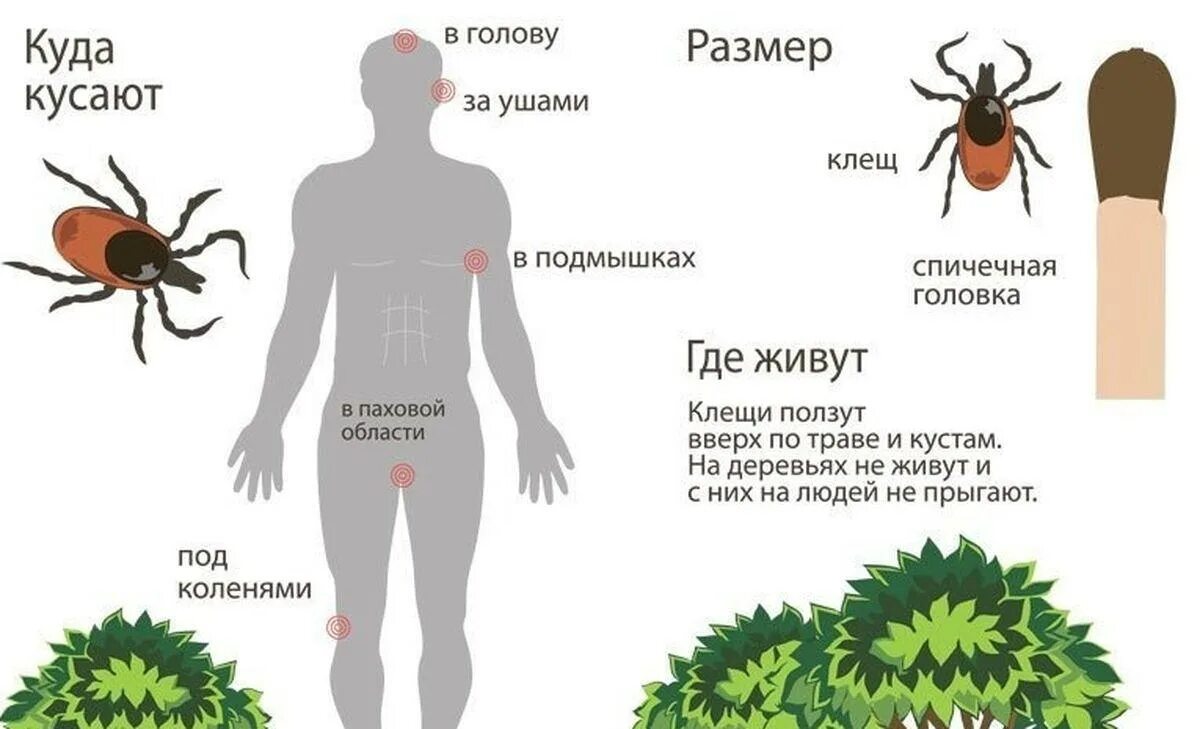 Профилактика укуса клеща человеку. Место присасывания клеща. Как выглядит укус клеща. Место после присасывания клеща.