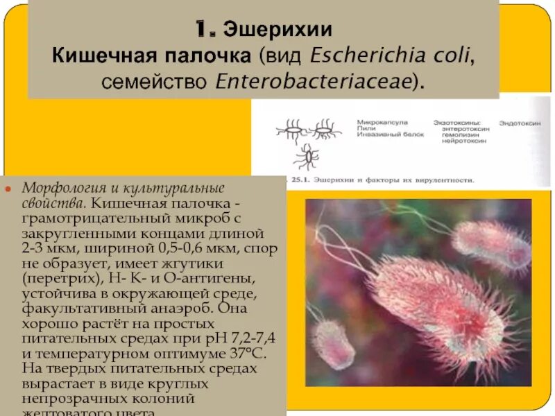 Свойства кишечной палочки. Эшерихия коли характеристика. Морфология эшерихии коли. Эшерихии микробиология морфология. Основные характеристики кишечной палочки.