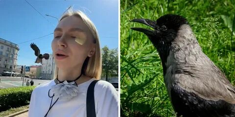 Почему ворон нападает на человека