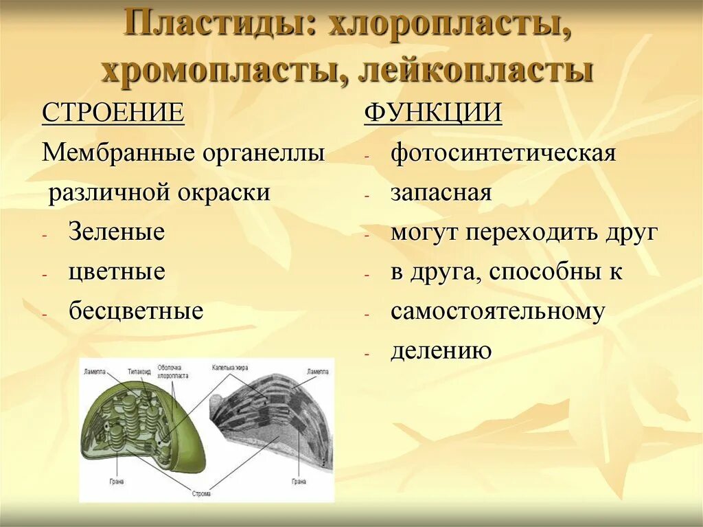 Какая функция пластиды