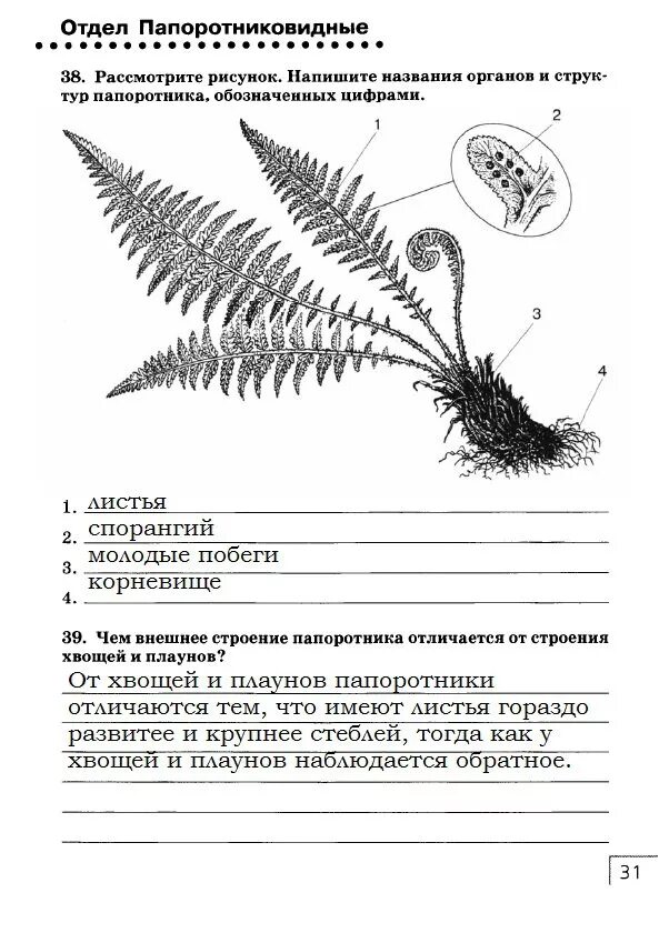 Биология папоротники тест. Биология 5 класс лабораторная строение папоротника. Биология 7 строение папоротника. Карточка строение папоротника. Строение папоротника 5 класс биология.