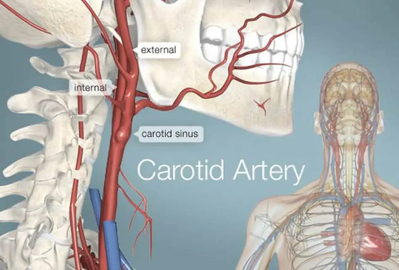 Сонные артерии на шее человека фото. Каротидный Бульбус. Иннервация каротидного синуса. Каротидный синус анатомия.