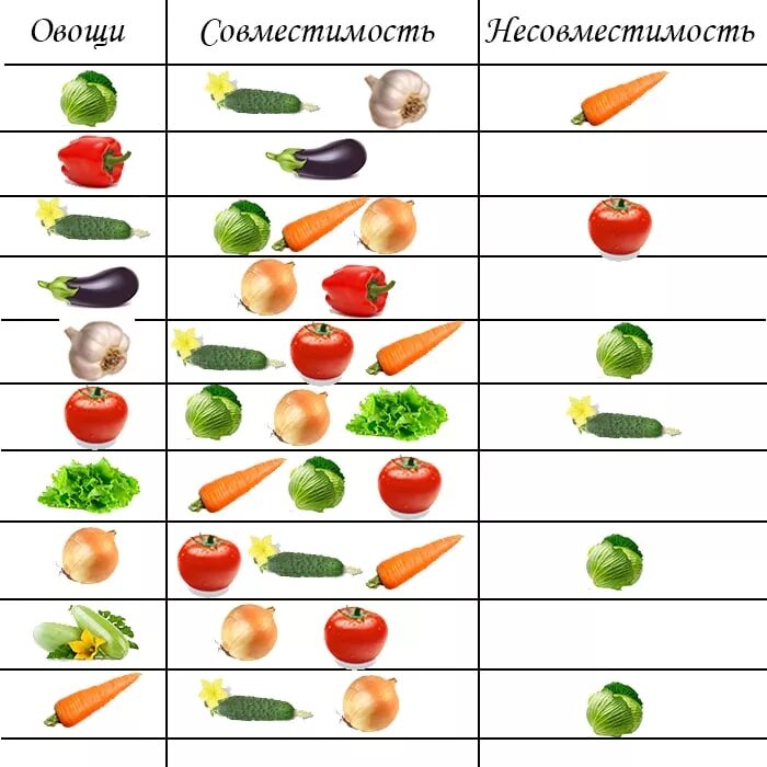 Огурцы и помидоры совместимы. Таблица совместимости посадок огородных культур. Таблица совместимости посадок овощных культур. Таблица совместимости овощных культур на огороде. Таблица совместимости овощных культур при посадке на огороде.
