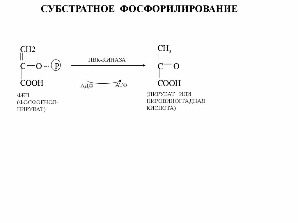 Пируват атф. 1 Реакция субстратного фосфорилирования гликолиз. 5 Реакция субстратное фосфорилирование. Фосфоенолпируват пируват гликолиз. Фосфорилирование субстрата.