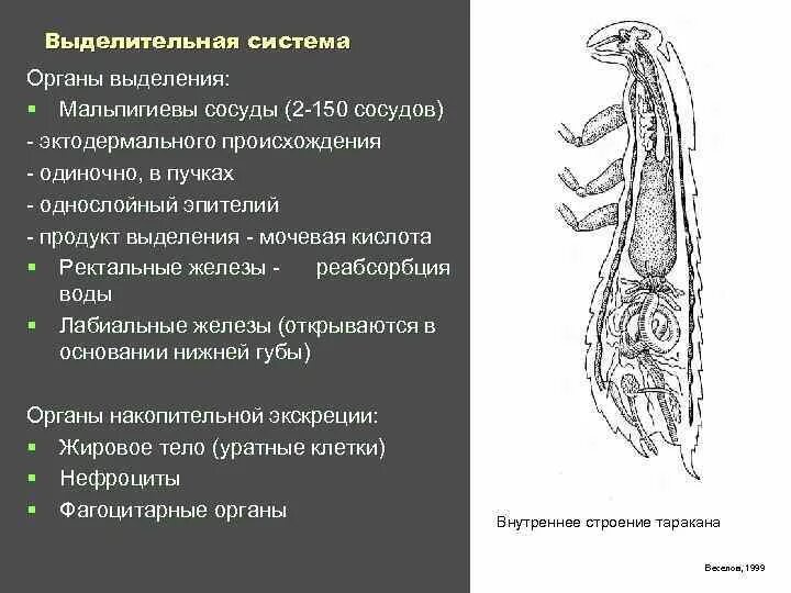 Ректальные железы. Выделительная система круглоротых. Пищеварительная система круглоротых. Круглоротые строение выделительной системы. Органы выделения круглоротых.