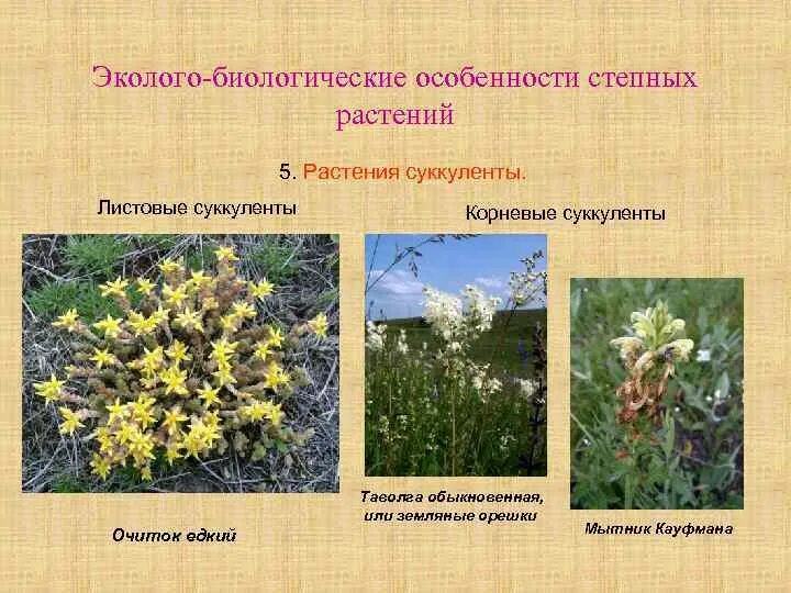 Растительное сообщество степи сообщение. Растительное сообщество степи сообщение
