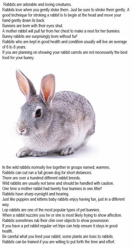 Кролики информация на английском. A story about Rabbit. Facts about Rabbits. Short story about Rabbit.