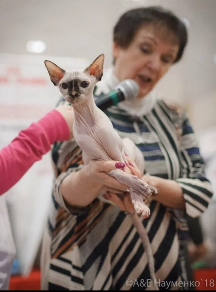 Приют для бездомных собак в москве. Работа в москве питомник животных. Питомник мопсов в москве. Животные в питомнике. Питомники в москве животные.