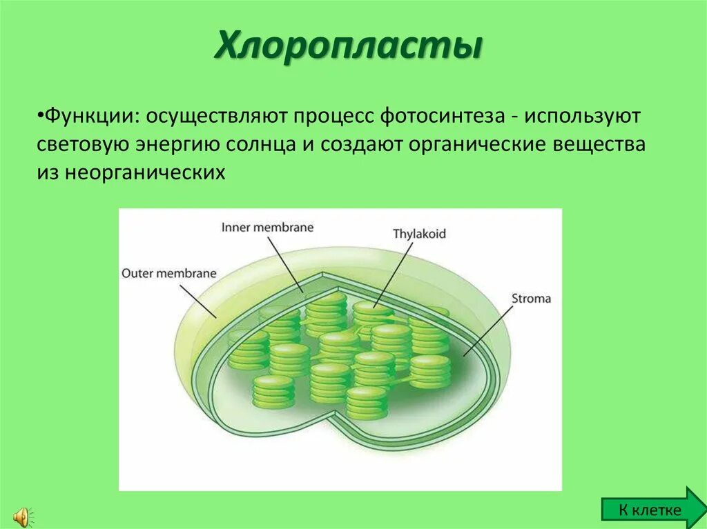 Наличие в клетках хлоропластов. Строение хлоропласта 3д. Строение хлоропласта растительной клетки. Строение клетки хлоропласты. Строение хлоропласта ЕГЭ.