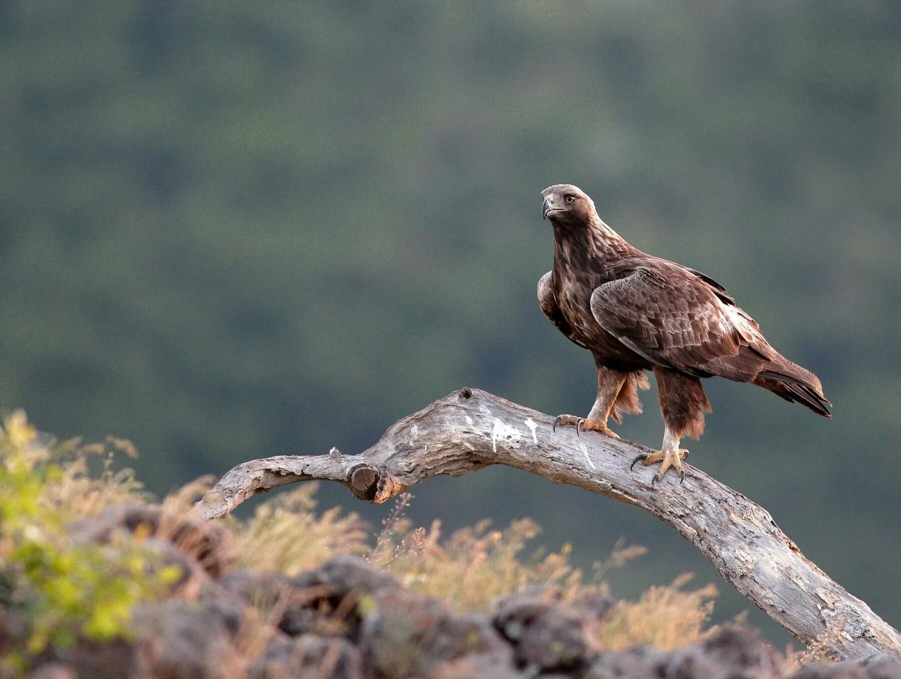 Беркут - Aquila chrysaetos (Linnaeus). Крымский Орел Беркут. Беркут Aquila chrysaetos (Linnaeus, 1758). Восточно Сибирский Беркут. Среда обитания орла биология