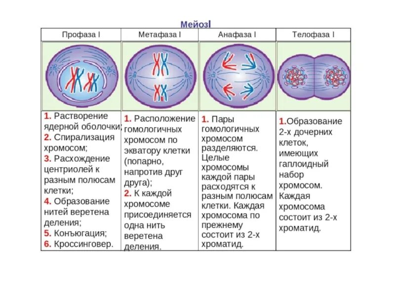 Какой набор в конце интерфазы. Цикл деления клетки. Интерфаза набор хромосом. Интерфаза мейоза. Процессы в интерфазе мейоза.