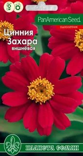 Циния захара отзывы фото и описание