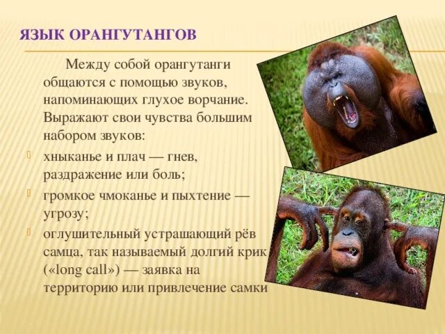 Привести примеры как животные общаются между собой Существует ли коммуникация у животных