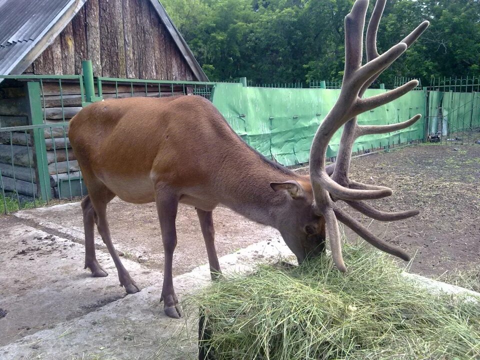 Омская область зоопарк. Большеречье зоопарк. Зоопарк в Большеречье Омской. Большереченский район Большереченский зоопарк.. Большереченский зоопарк омск