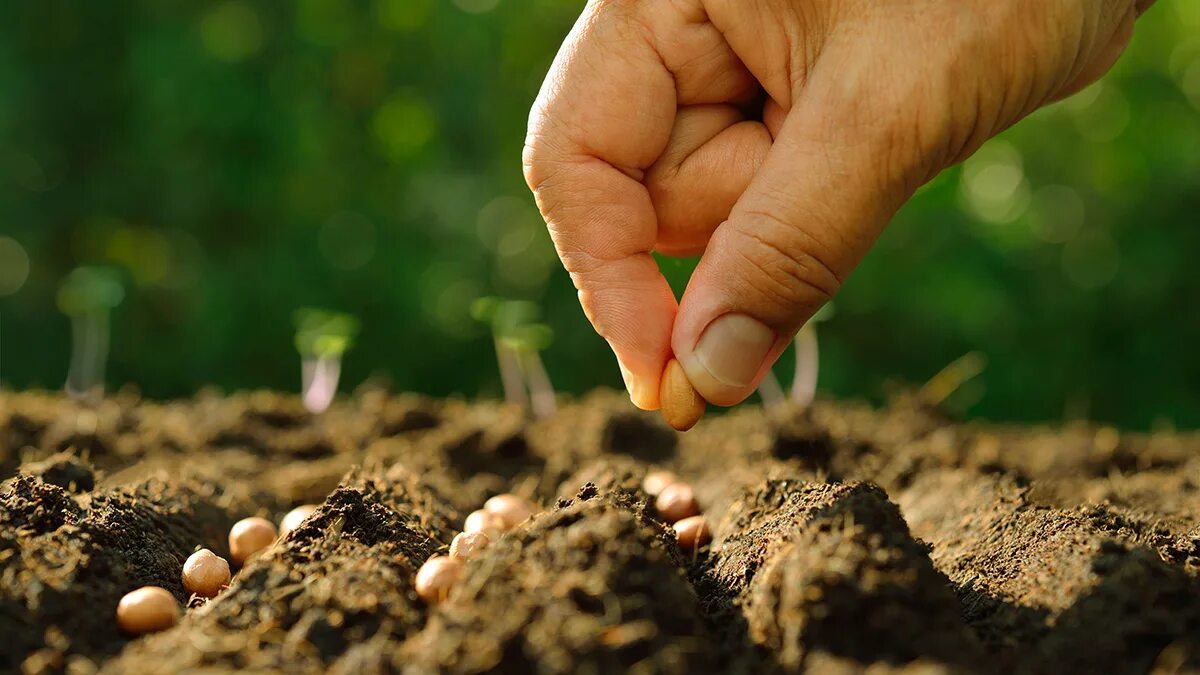 Заботящаяся почва. Посев семян. Семена в почве. Семечко в почве. Сеять семена.