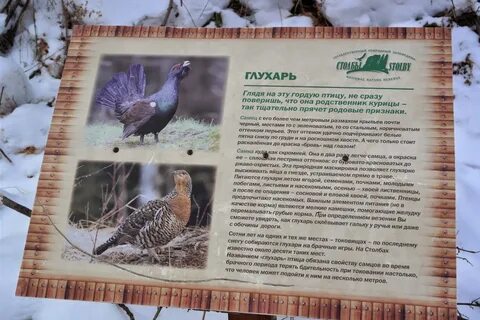 Почему глухаря