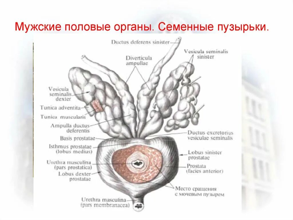 Анатомия простаты и семенных пузырьков. Предстательная железа и семенные пузырьки анатомия. Семявыносящий проток и семенные пузырьки. Семенной пузырек мужские половые органы. Маточка у мужчин