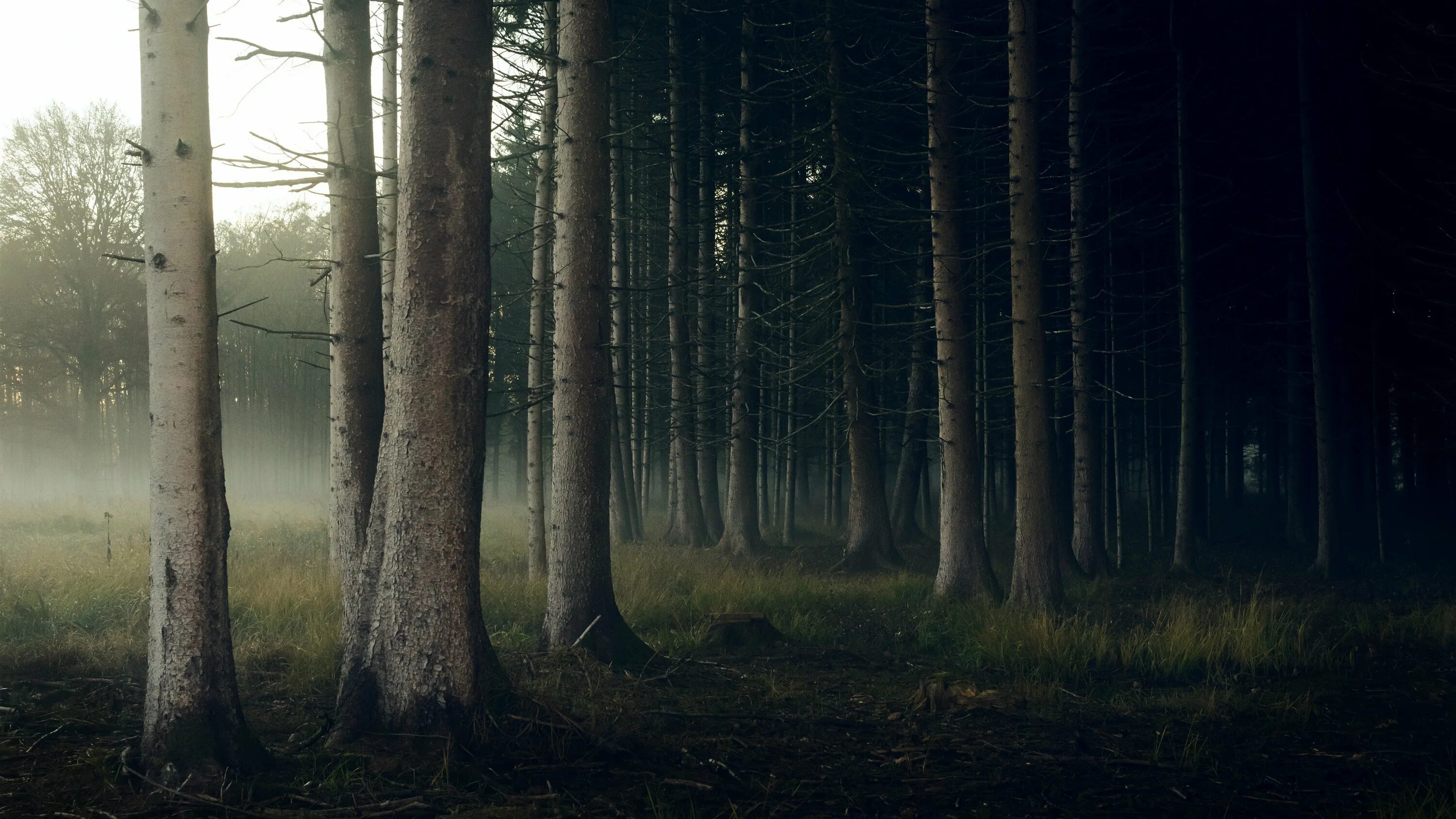 4 в лесу в 2. Read dead redemption 2 лес. 4 в лесу в 2. Лес в тумане. Зе форест 2.